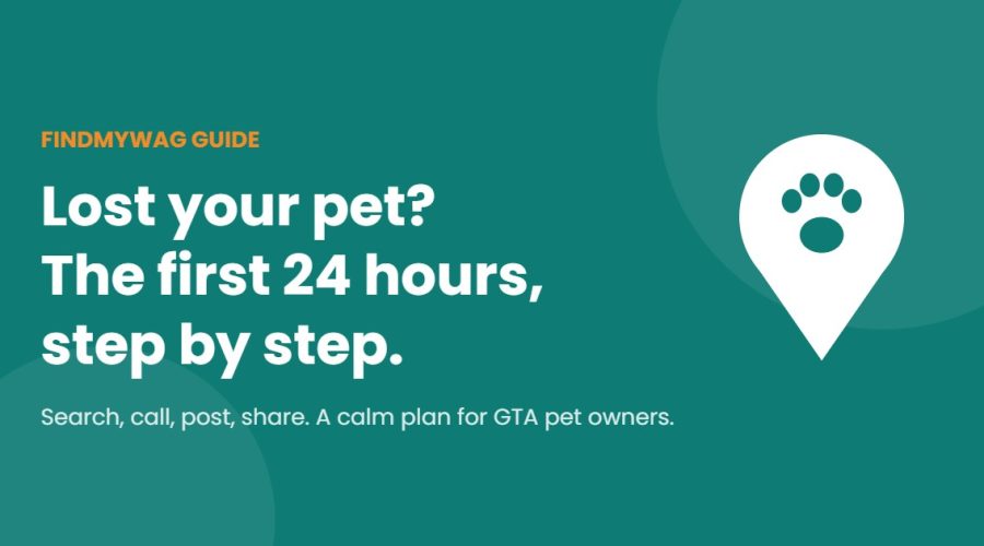Lost Your Pet? What to Do in the First 24 Hours